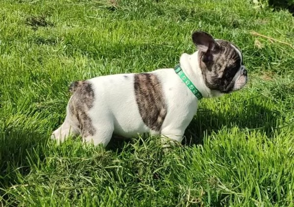 Meravigliosa cucciola di Bouledogue Francese | Foto 0