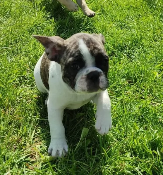 Disponibili bellissimi cuccioli di bulldog francese