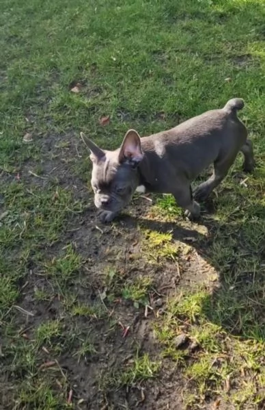 Meravigliosa cucciola di Bouledogue Francese | Foto 2