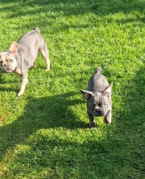 Meravigliosa cucciola di Bouledogue Francese | Foto 1