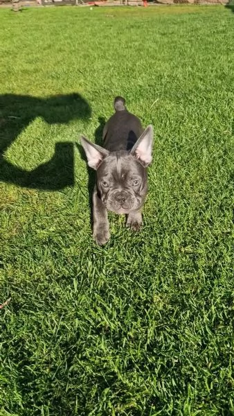 Meravigliosa cucciola di Bouledogue Francese | Foto 0