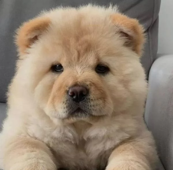  adorabili cuccioli di chow chow femminucce e maschietti disponibili . i cuccioli sono vaccinati sve