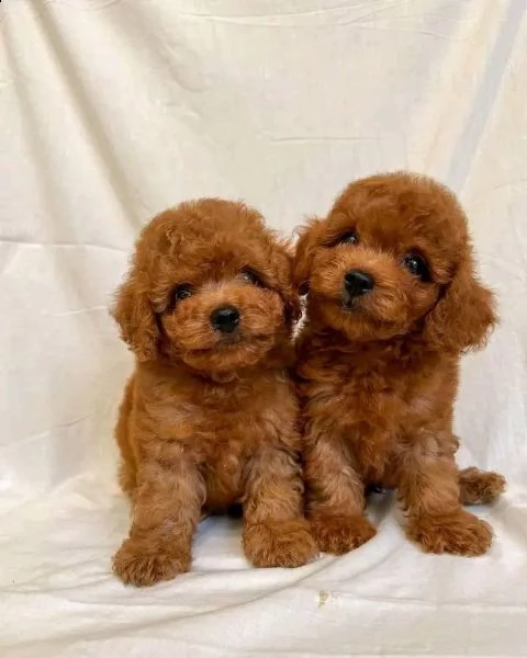 cuccioli barboncini toy piccoli 