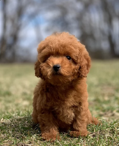 cuccioli di barboncina