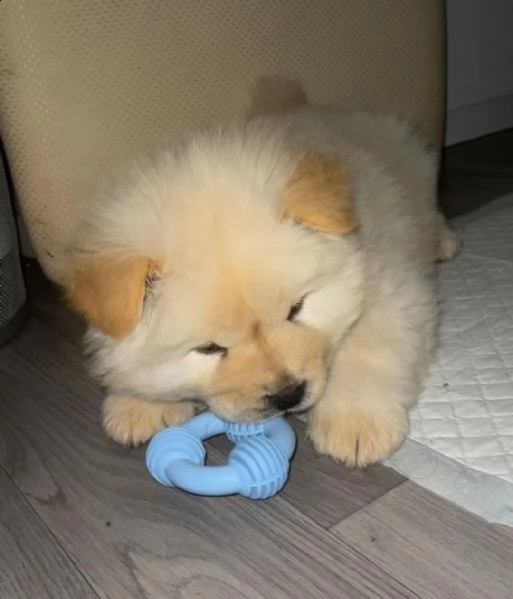 cucciolo di chow chow