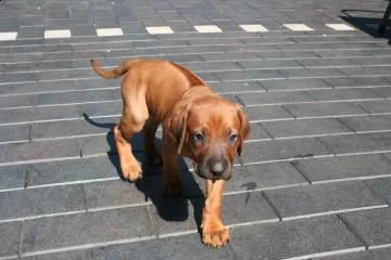 cucciole di rhodesian ridgeback