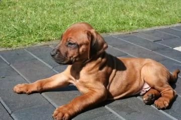 cucciole di rhodesian ridgeback | Foto 0