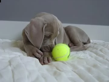 disponibili cuccioli di weimaraner | Foto 0