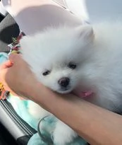  preziosi cuccioli di pomerania in adozione[]]