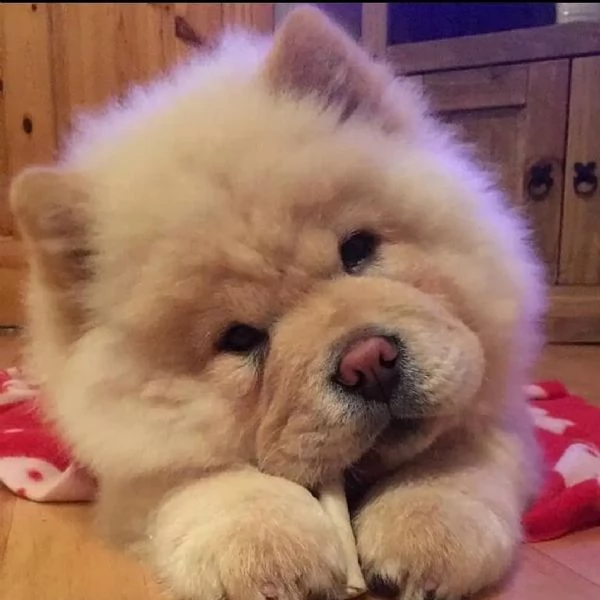 cucciolo di chow chow