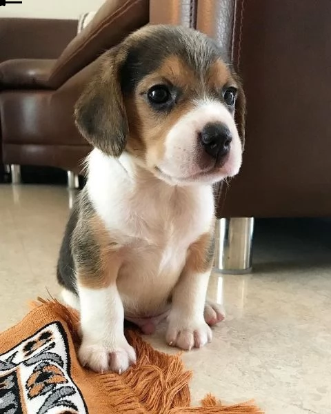 beagle cucciolo affascinante 11 settimane!!