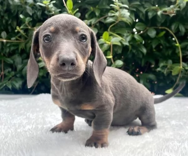 cuccioli di mini basset hound | Foto 0