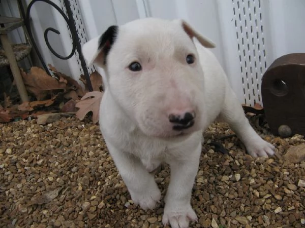 cuccioli di bull terrier con documenti | Foto 1