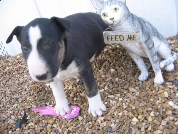 cuccioli di bull terrier con documenti