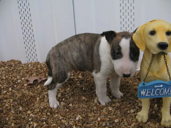 cuccioli di bull terrier con documenti | Foto 0