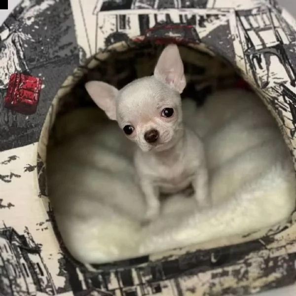 adorabili cuccioli di chihuahua