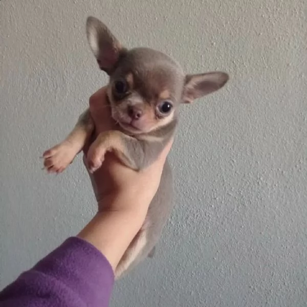 adorabili cuccioli di chihuahua | Foto 1