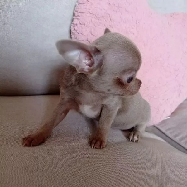 adorabili cuccioli di chihuahua | Foto 0