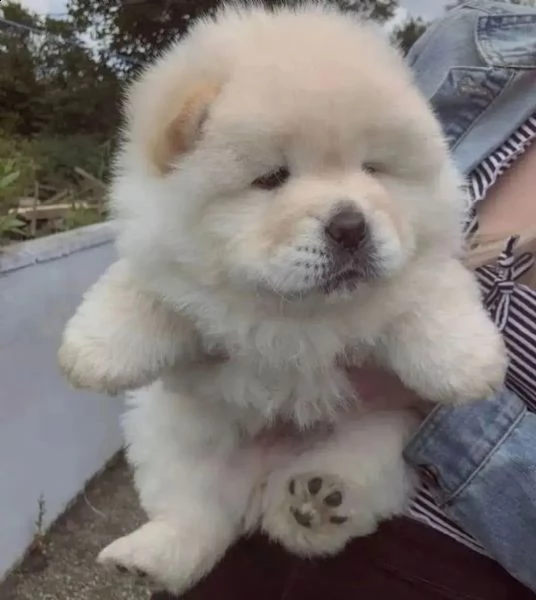 cucciolo di chow chow