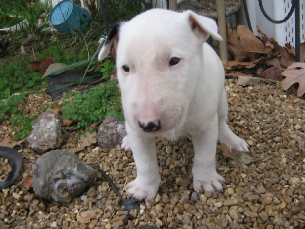 cuccioli di  bull terrier maschi e femmine | Foto 3