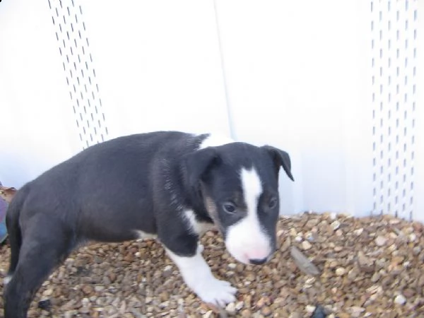 cuccioli di  bull terrier maschi e femmine | Foto 1