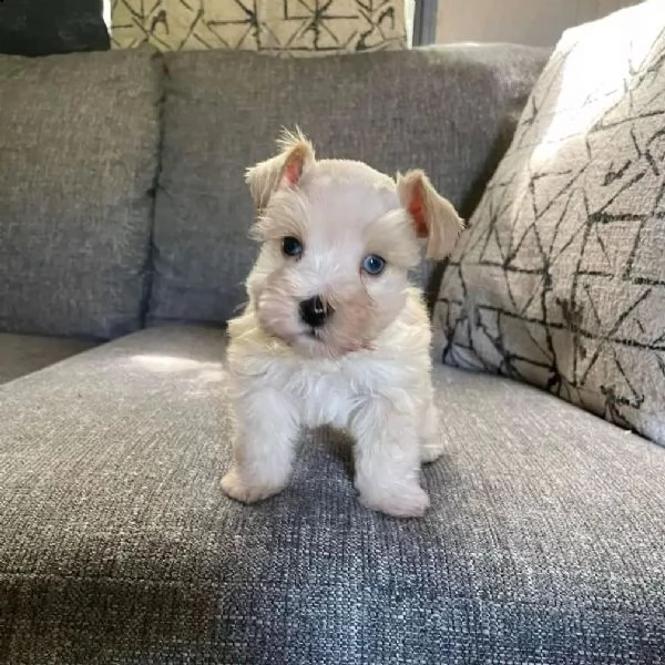 cuccioli di schnauzer maschi e femmine | Foto 0