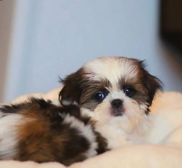 cuccioli di shih tzu maschi e femmine con documenti | Foto 1