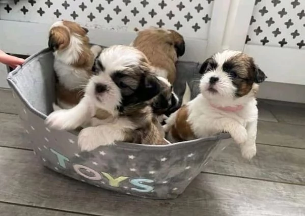 cuccioli di shih tzu maschi e femmine con documenti | Foto 0