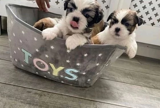 cuccioli di shih tzu maschi e femmine con documenti