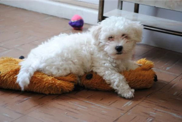 cuccioli di bichon frise