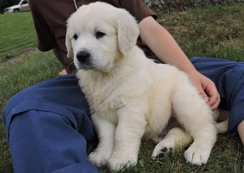 cuccioli di golden retriever registrati k.c