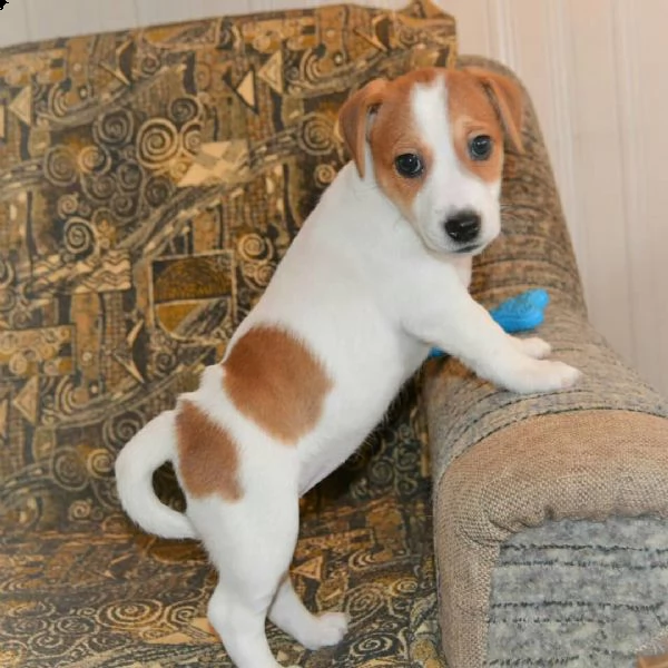 cuccioli di jack russell  sani con documenti | Foto 3