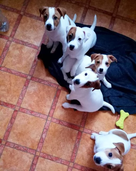 cuccioli di jack russell  sani con documenti | Foto 2