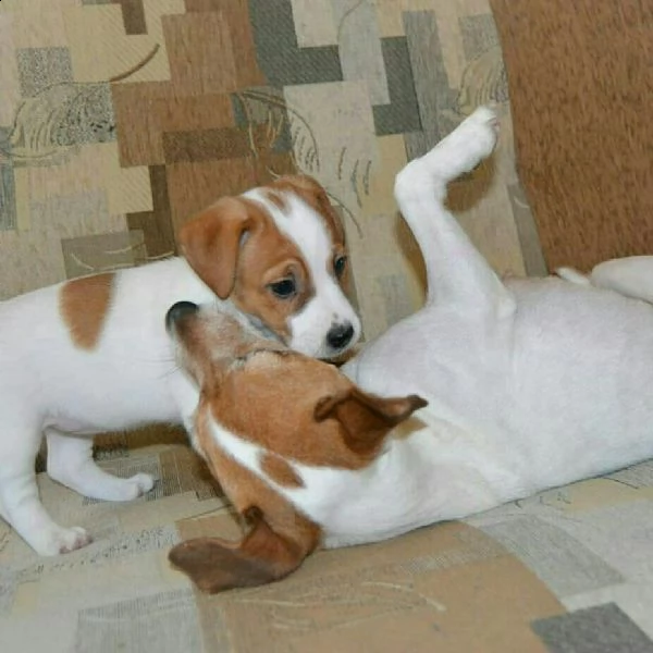 cuccioli di jack russell  sani con documenti | Foto 1