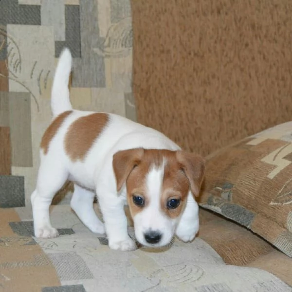 cuccioli di jack russell  sani con documenti | Foto 0