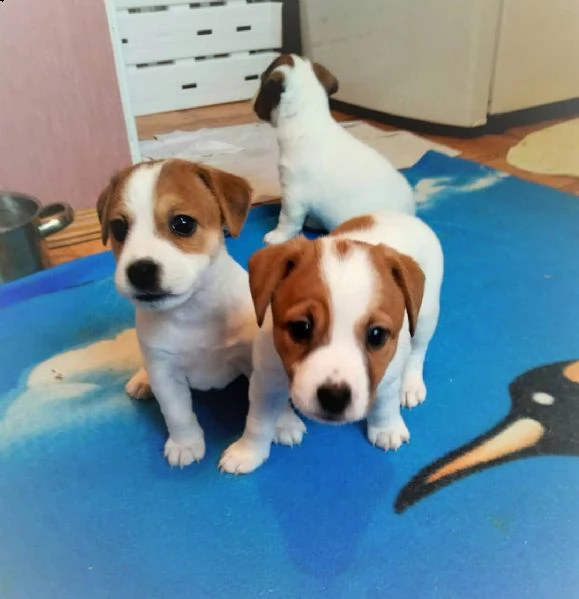 cuccioli di jack russell  sani con documenti