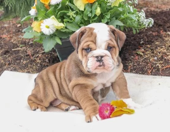  regarlo bulldog inglese cuccioli bellissima cucciolata cerca nuova famiglia, 4 maschi e 3 femmina, 