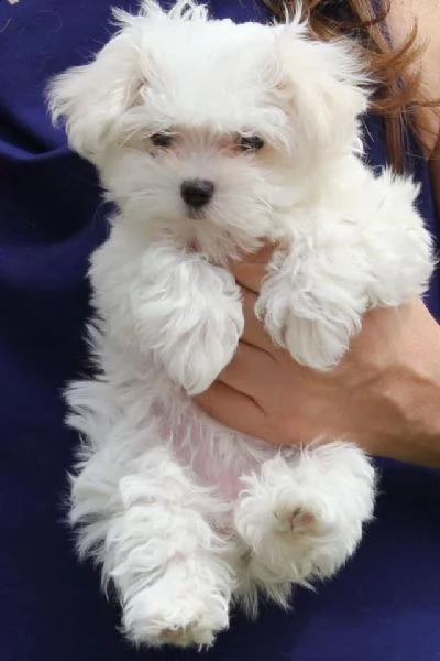 regalo maltese 