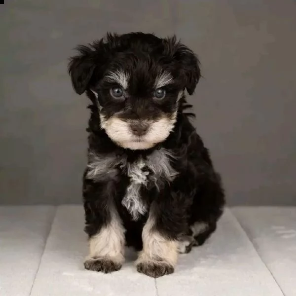 adorabili cuccioli di schnauzer con pedigree | Foto 1