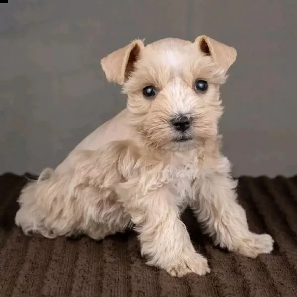 adorabili cuccioli di schnauzer con pedigree | Foto 0