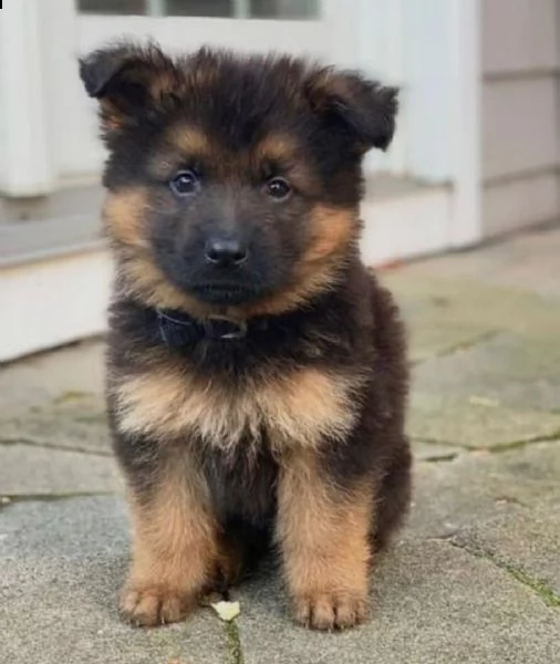  regalo cuccioli pastore tedesco cuccioli di pastore tedesco sono 3 femmine e 2 maschio. le foto son