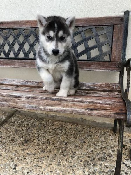 cuccioli di husky sani con documenti