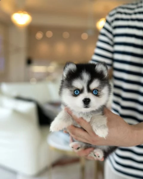 cuccioli pomsky con gli occhi azzurri,