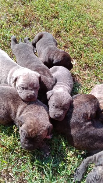 Cuccioli di Cane Corso con Pedigree