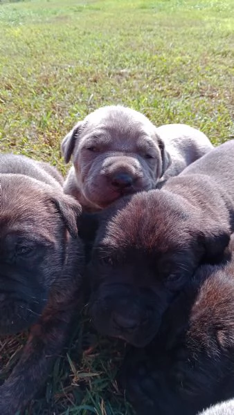 Cuccioli di Cane Corso con Pedigree | Foto 3