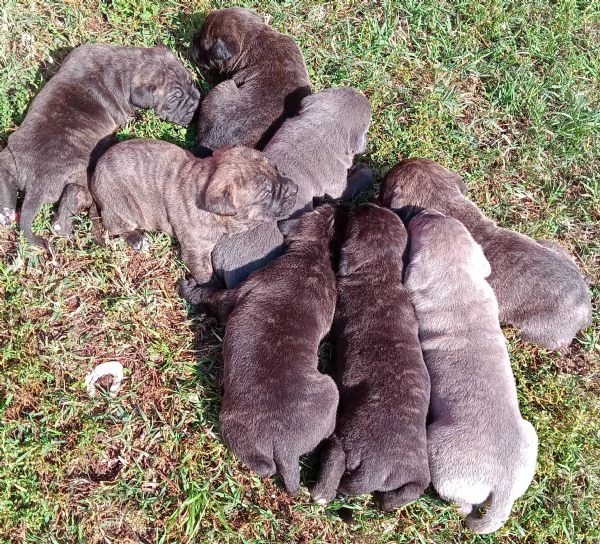 Cuccioli di Cane Corso con Pedigree | Foto 2