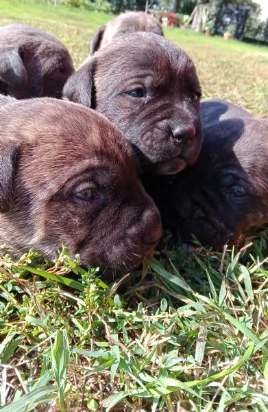 Cuccioli di Cane Corso con Pedigree | Foto 0