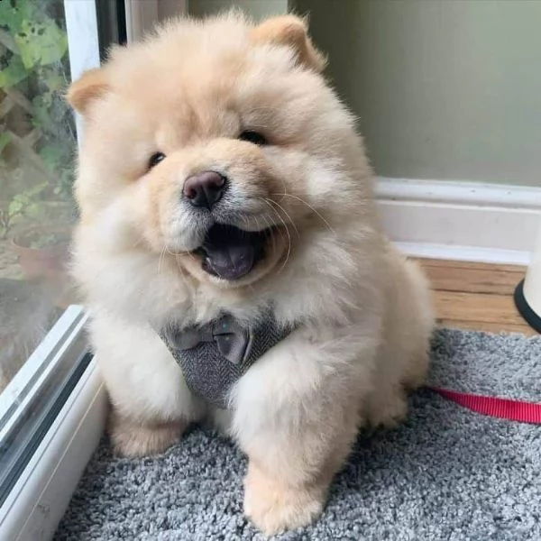 regalo cucciolo chow chow[]