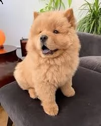 regalo cucciolo chow chow[] | Foto 0