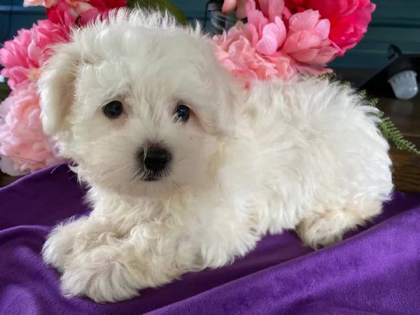  email : arwenbrades10[at]gmail[.com] adorali cuccioli di maltese femminucce e maschietti disponibili per